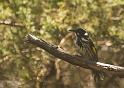 honey eater